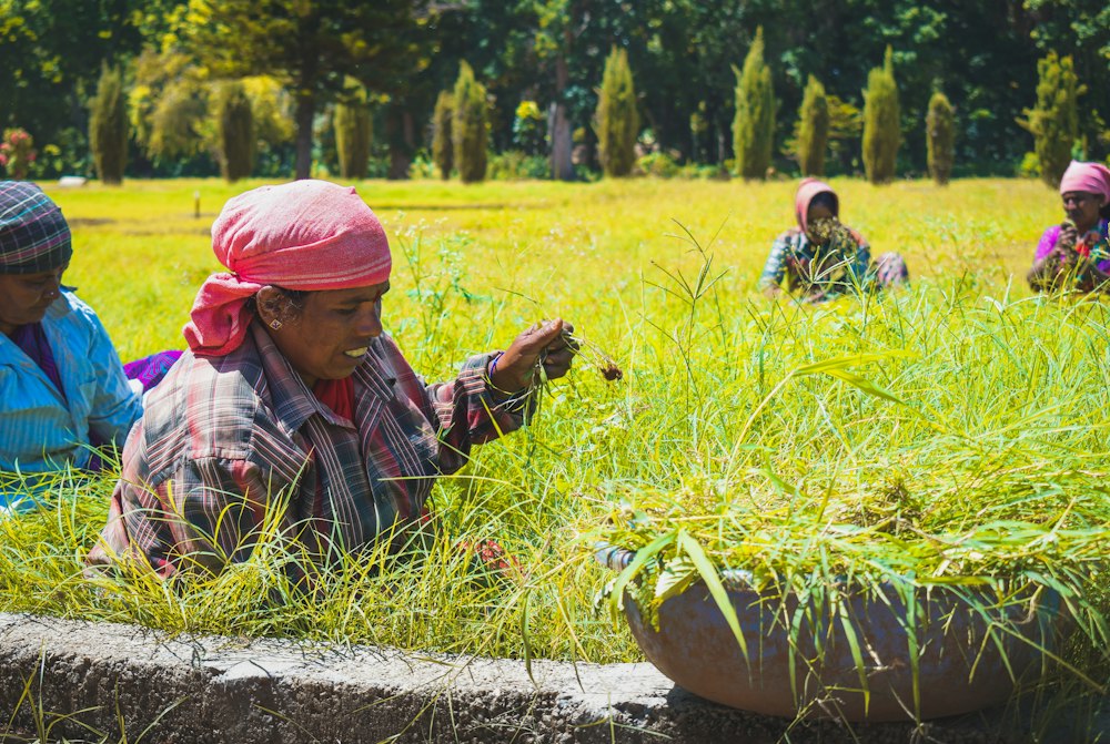 Women doing agricultural work in a green field