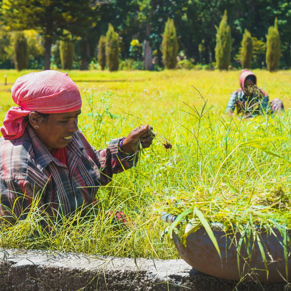A smiling woman working in a green field with other women
